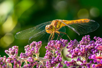 Fototapeta na wymiar Close-up of a common darter dragonfly showing wing details. The dragonfly has landed on the purple flower of a butterfly bush