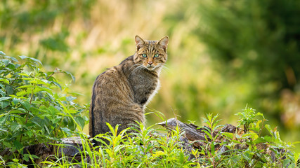 Surprised european wildcat, felis silvestris, sitting on a horizon in spring forest. Cute small animal predator with brown fur and green eyes looking behind over shoulder in nature © WildMedia