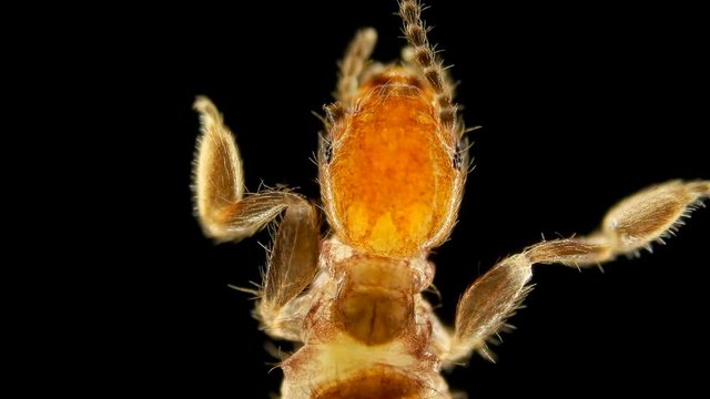 Embioptera insect under a microscope, sample size less than 4 mm, able to move in reverse, wings only in males, active at night, found in moss, can weave a web