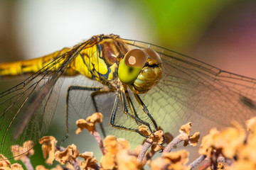 Close-up of a common darter  dragonfly showing the facet eyes