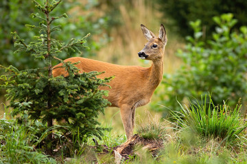 Elegant roe deer, capreolus capreolus, doe looking back and standing partially hidden behind small green spruce tree on glade in summer nature. Cute female wild animal with big dark eyes.