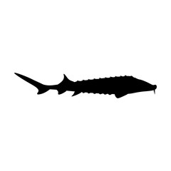 Sturgeon fish delicacy seafood organic delicious vector illustration silhouette