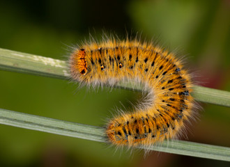 Macrophotographie de chenille - Lasiocampa trifolii