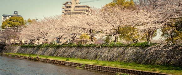 河川の桜