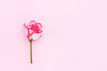 Pink rose on pink background. Mothers day, Valentines Day, Birthday celebration concept. Greeting card. Copy space, top view. Minimalism