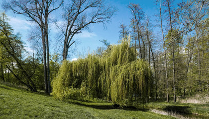 willow by the stream in the spring park © Petr