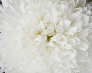 Fototapeta na wymiar White chrysanthemum. Beautiful white flowers. romance and tenderness.