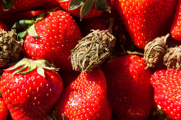 strawberry-flavored cannabis. Hemp cones lie on a juicy strawberry.