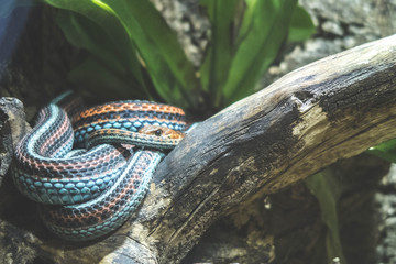 snake in the tree