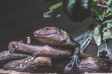 iguana in the zoo
