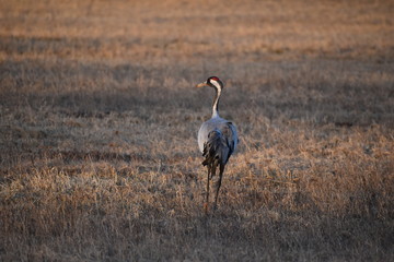 Obraz na płótnie Canvas Crane bird walking on field.