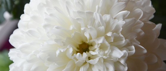 White chrysanthemum. Beautiful white flowers. romance and tenderness.