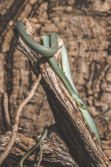 green snake on tree 