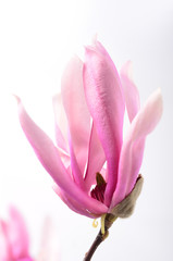 Beautiful delicate purple magnolia close up isolated on white background