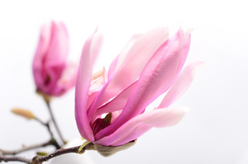 Beautiful delicate purple magnolia close up isolated on white background
