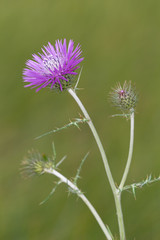 Macrophotographie de fleur sauvage - Chardon laiteux - Galactites tomentosu