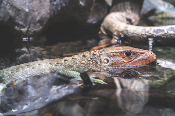 lizard in the water