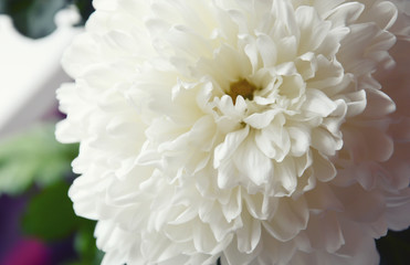 White chrysanthemum. Beautiful white flowers. romance and tenderness.