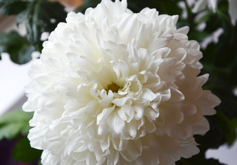 Fototapeta na wymiar White chrysanthemum. Beautiful white flowers. romance and tenderness.