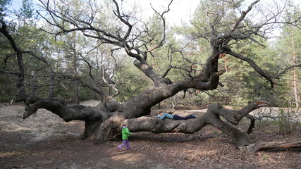 A girl sleeps on a big tree in the forest. The child runs to mom.Oak
