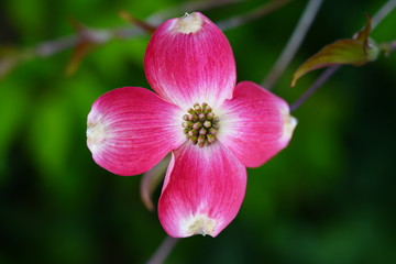 Fototapeta na wymiar Close-up of a pink dogwood (cornus) flower on the tree in the spring