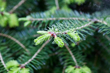 Pine Tree New Growth Close Up