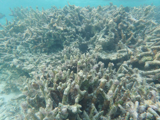 Naklejka na ściany i meble Dead coral at Maldive