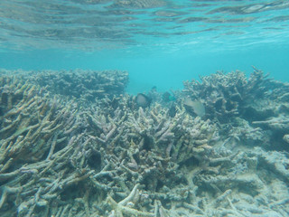 Dead staghorn coral in blue ocean