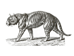 Illustration of a tiger from popular encyclopedia from 1890