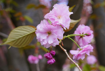 Billowy pink blossoms of a sakura cherry prunus tree with bronze red leaves in spring