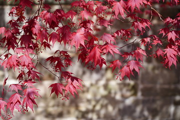 Red foliage of a Japanese Maple tree