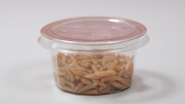 Closeup view 4k macro video of many alive fat ugly fly maggots crawling isolated in transparent plastic box ready to use for fishing.