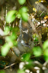 Furry Eastern gray squirrel (sciurus carolinensis) on a tree in New Jersey