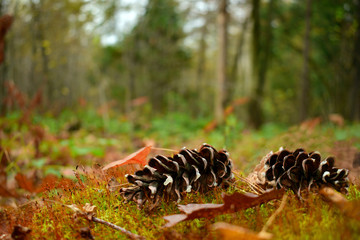 
two cones from a tree lie on a moss in the autumn forest