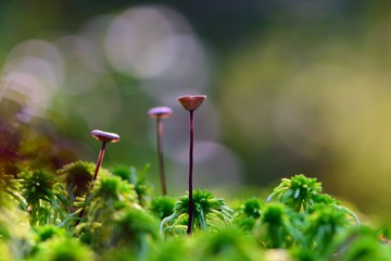 
three little mushrooms in the forest on green moss