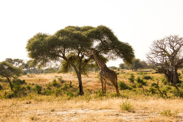 Beautiful giraffe in front of a baobab