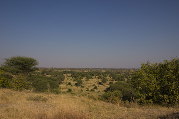 Plainland in the african savannah on a sunny day