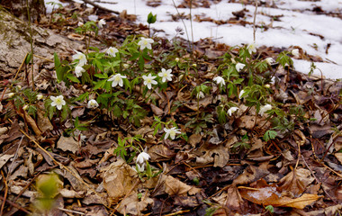 snowdrops in the forest, anemone