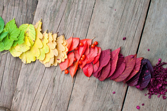 Creative layout of colorful autumn leaves on old wooden background. All colors of fall leaves, a gradient transition of color. Top view, copy space.