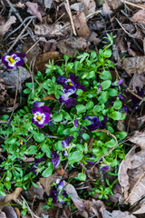 Forest violet with purple flowers in a clearing in the spring forest.