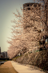 桜