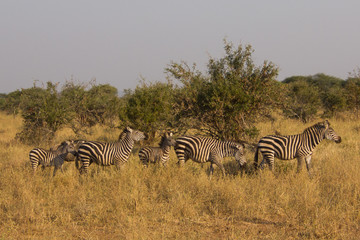 Fototapeta na wymiar Zebras in an african savannah under golden sunlight