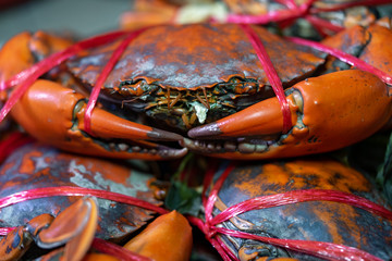 Close-up of a large crab with a rope tied for food