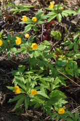 Yellow forest anemones in the forest - wood anemone, anemone. The first forest flowers.