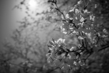 桜