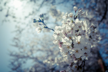 桜