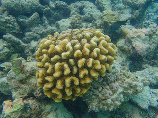 Cauliflower coral, Pocillopora species in the coral reefs