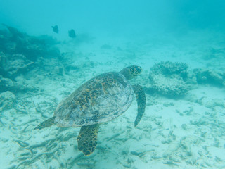 Obraz premium Hawksbill sea turtle in the coral reef