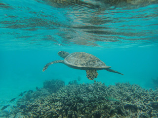 Hawksbill sea turtle in the coral reef