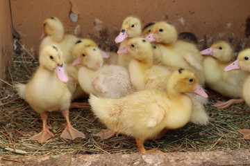 ducklings